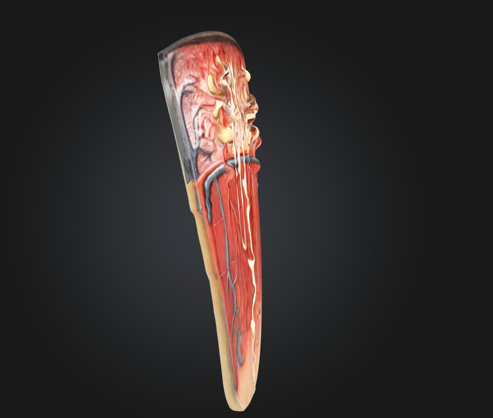 3D Model of Nephron Anatomy 3D print model_3