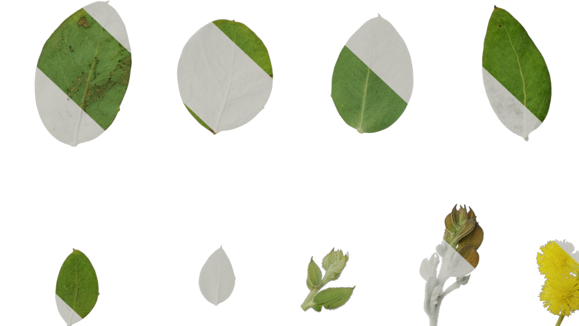 Anydrafts Acacia podalyriifolia Atlas 03 Texture_7