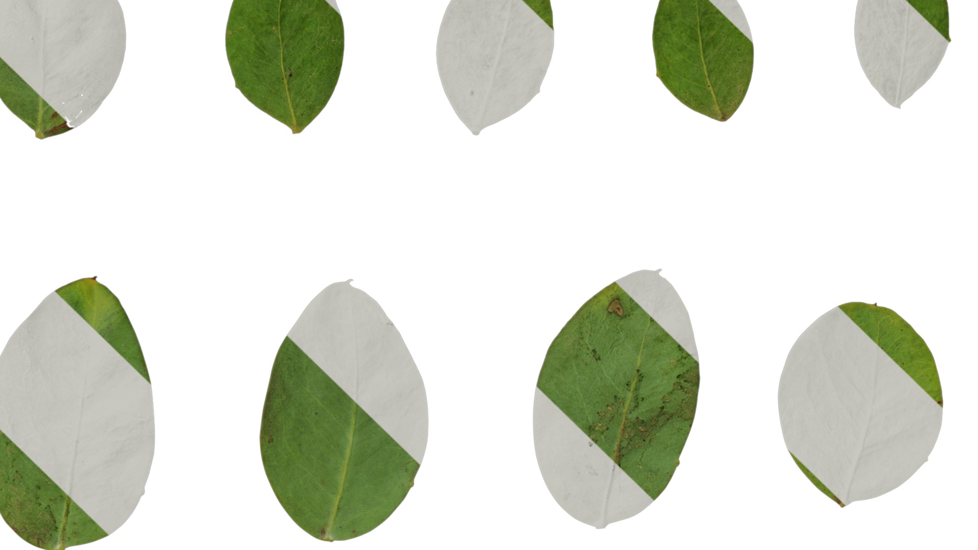 Anydrafts Acacia podalyriifolia Atlas 03 Texture_3