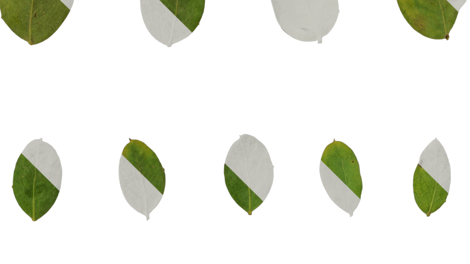 Anydrafts Acacia podalyriifolia Atlas 03 Texture_2