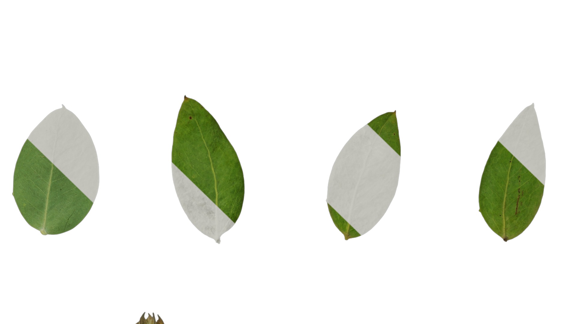 Anydrafts Acacia podalyriifolia Atlas 03 Texture_4