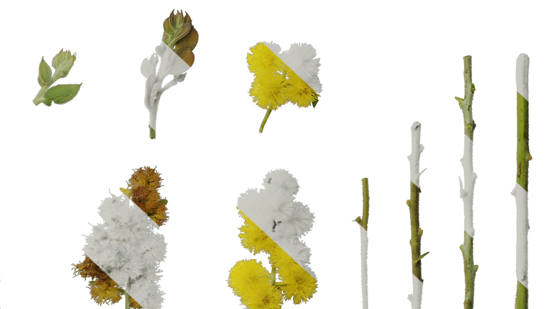 Anydrafts Acacia podalyriifolia Atlas 03 Texture_6