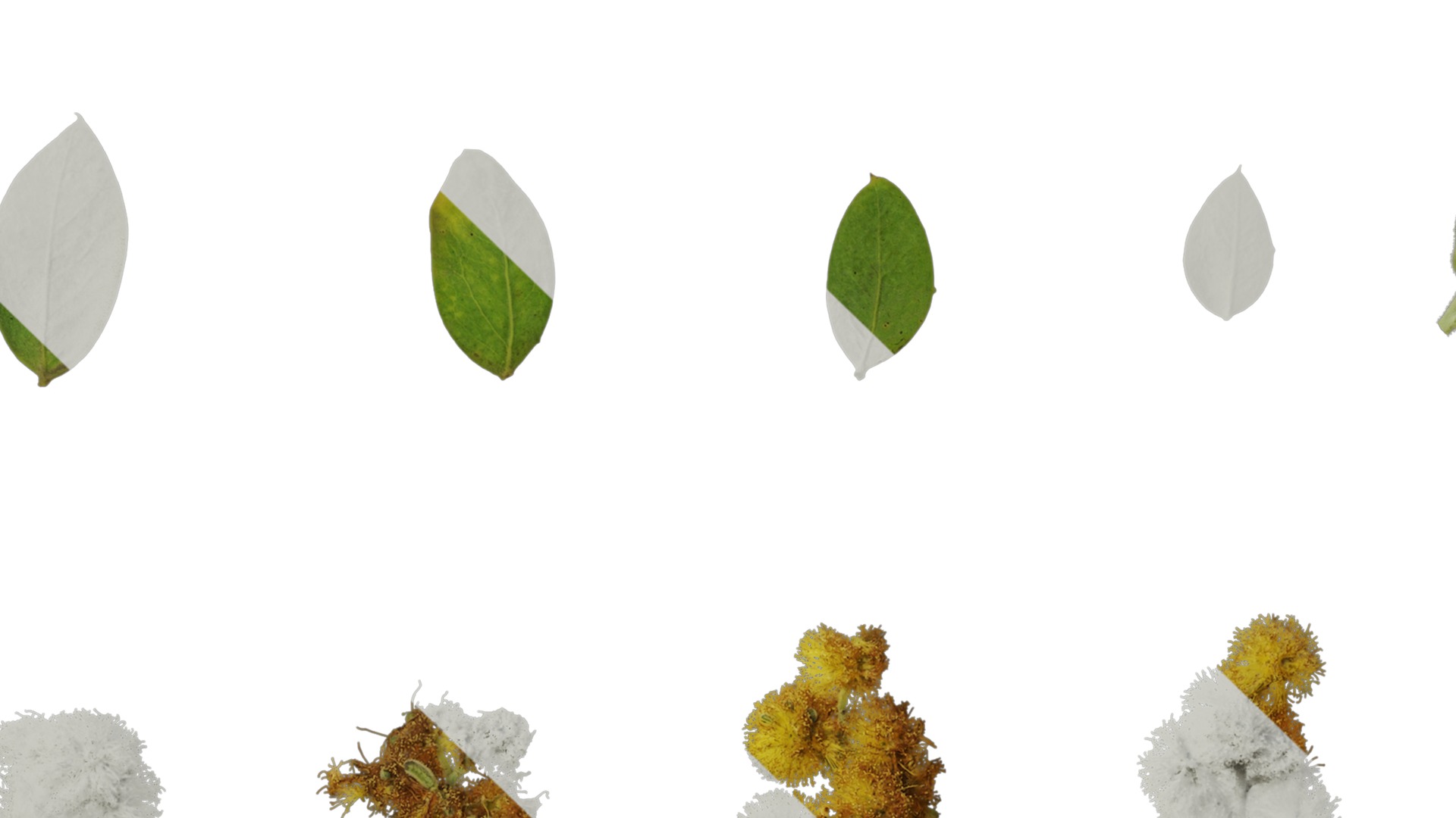 Anydrafts Acacia podalyriifolia Atlas 03 Texture_5