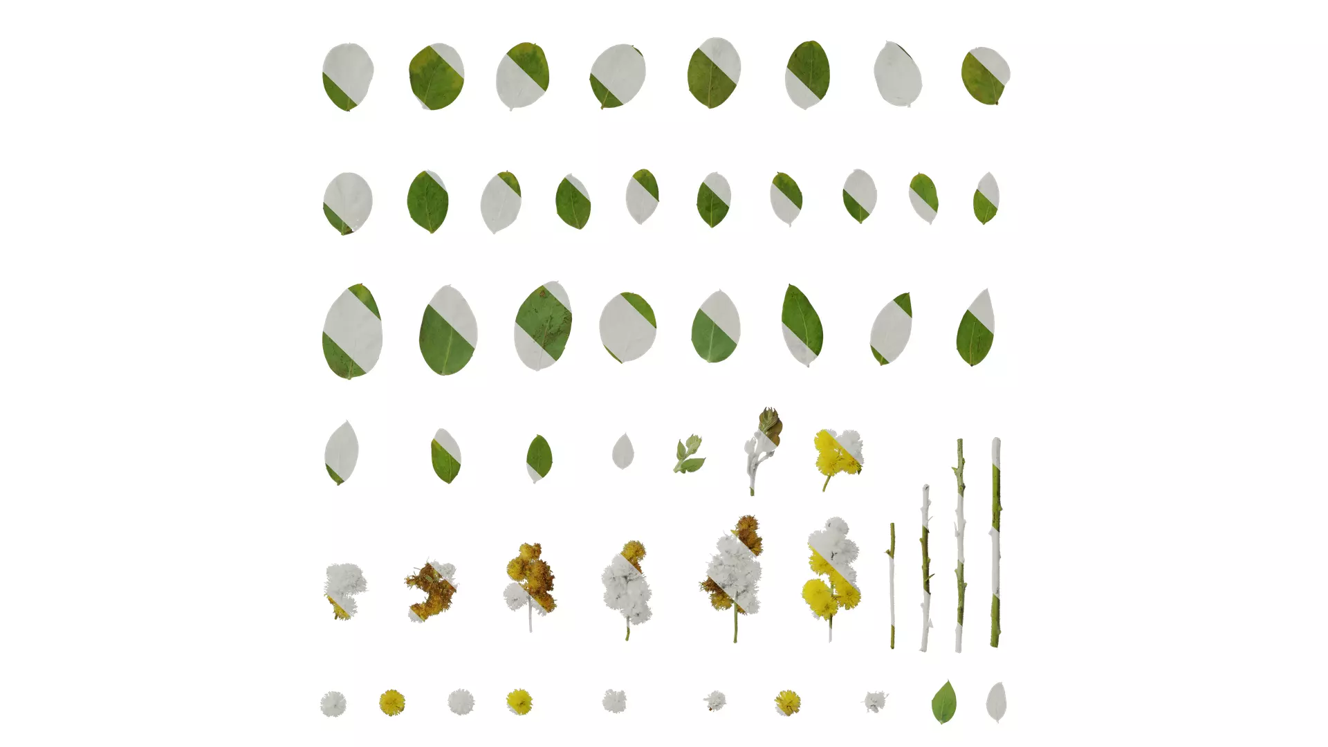 Anydrafts Acacia podalyriifolia Atlas 03 Texture_0