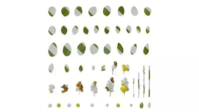 Anydrafts Acacia podalyriifolia Atlas 03