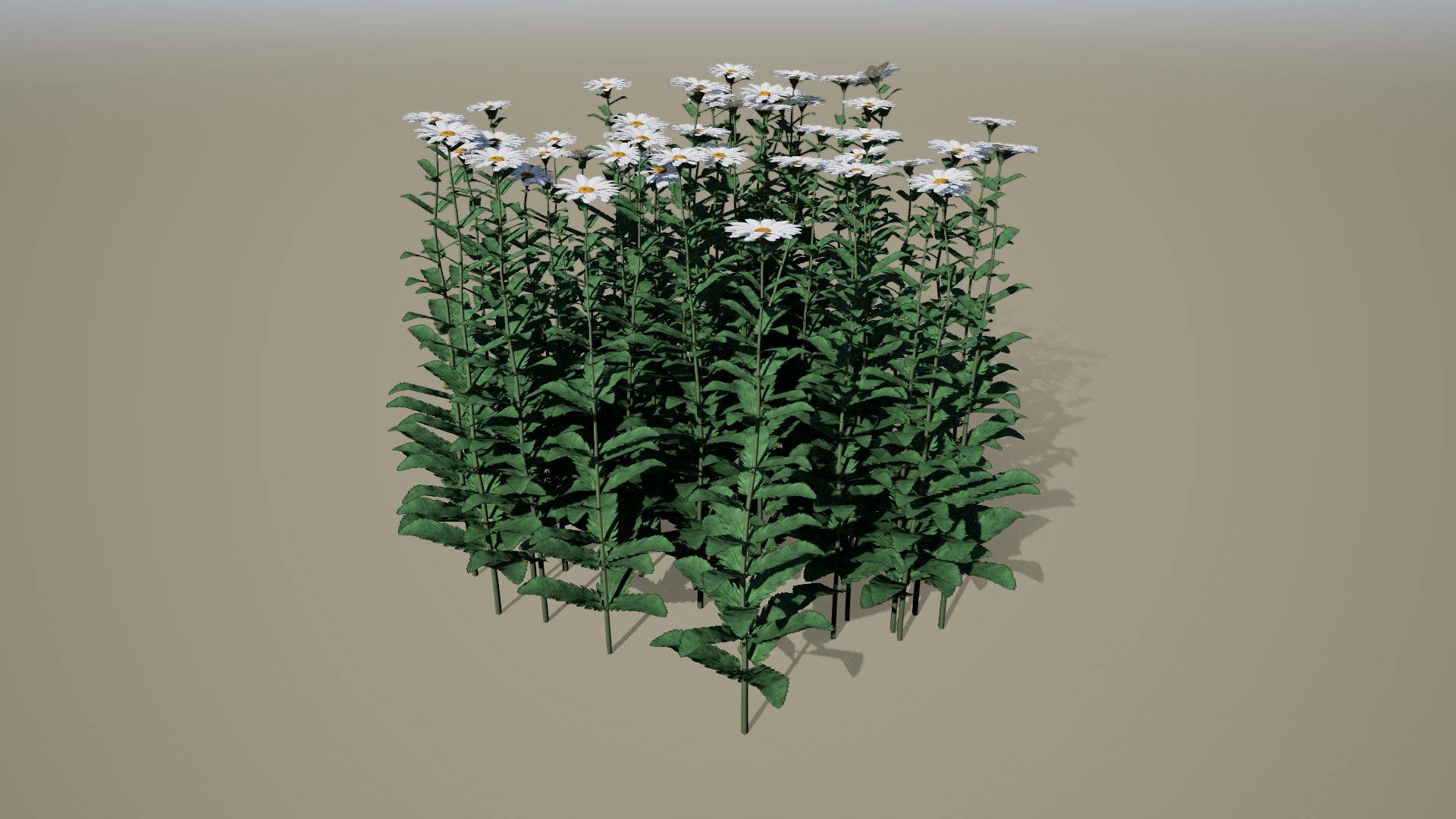 Forest Daisy Flowers Low-poly 3D model_1
