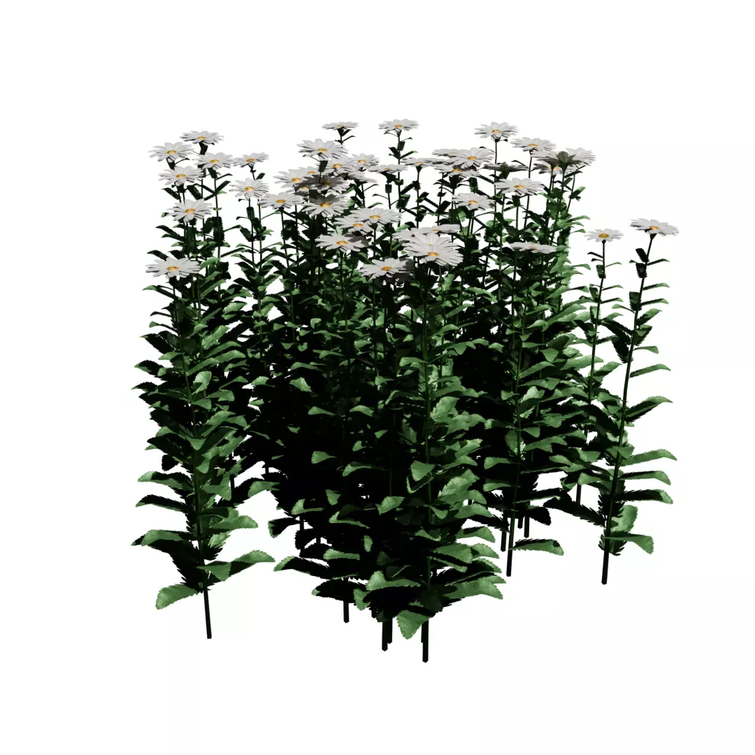 Forest Daisy Flowers Low-poly 3D model_0