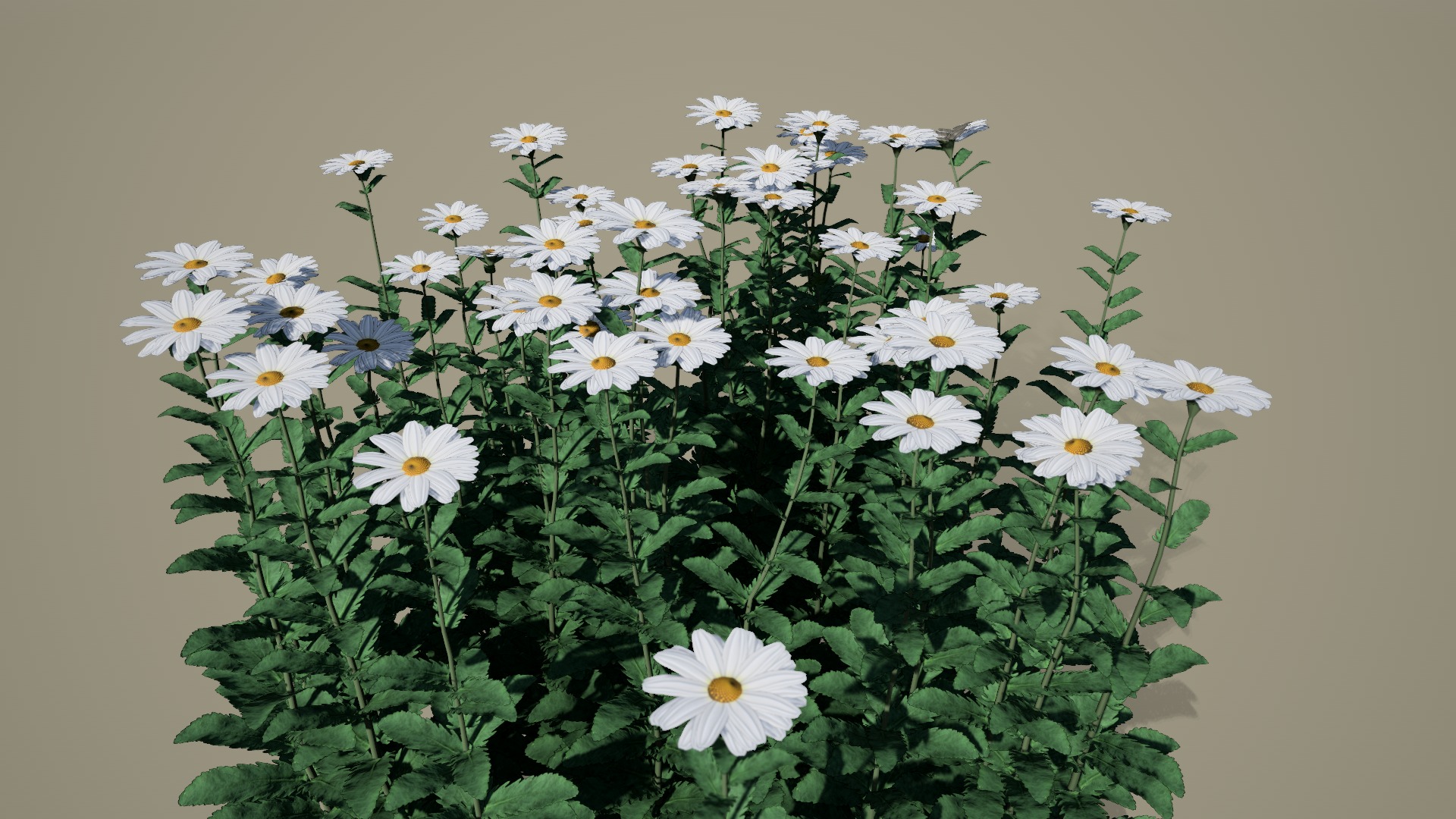Forest Daisy Flowers Low-poly 3D model_3