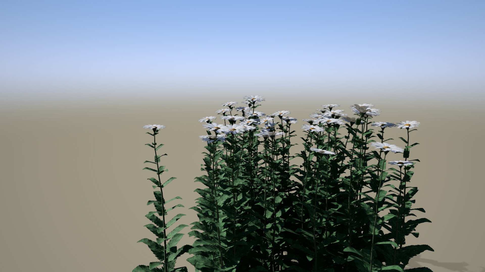 Forest Daisy Flowers Low-poly 3D model_4