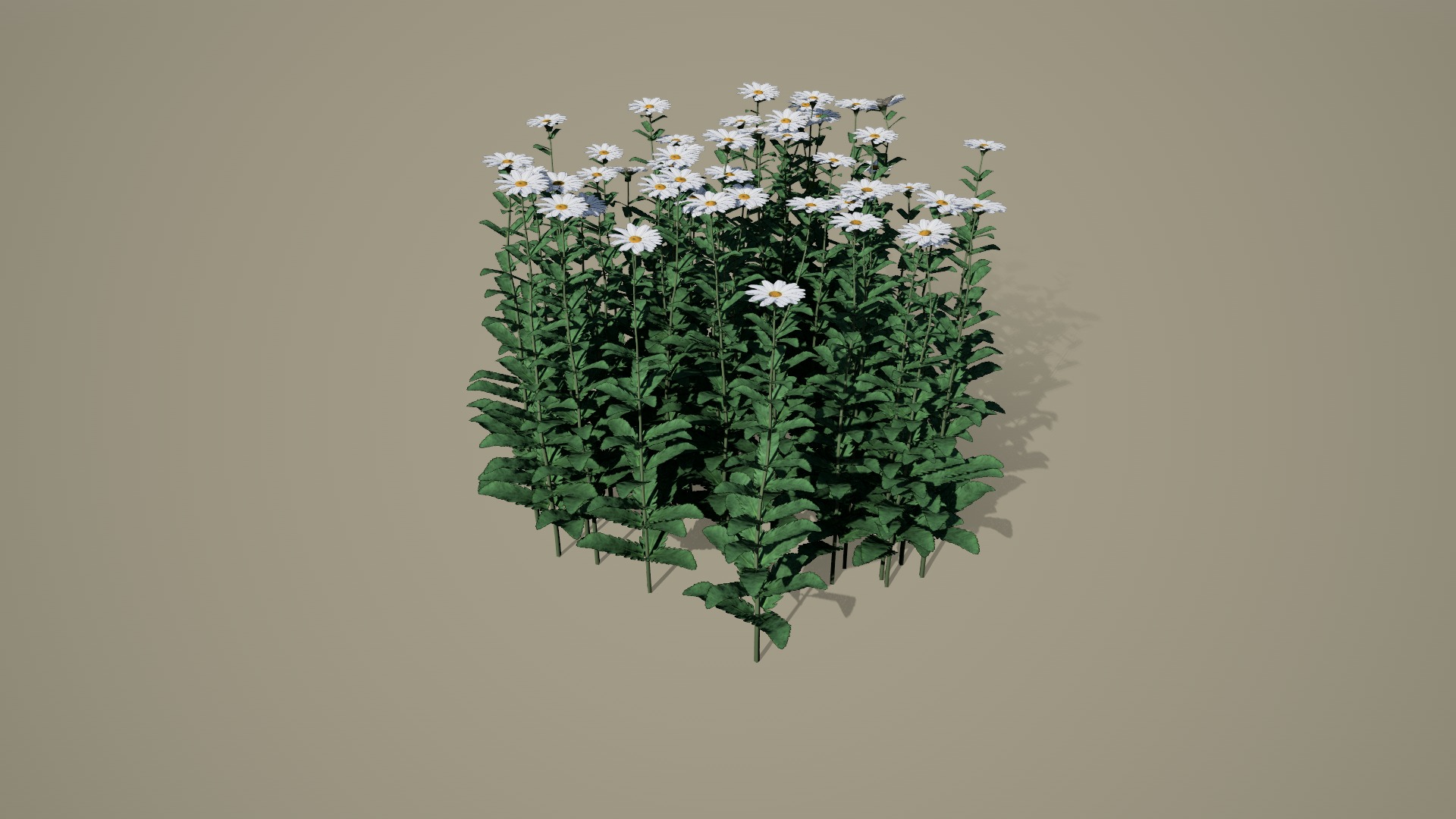 Forest Daisy Flowers Low-poly 3D model_2