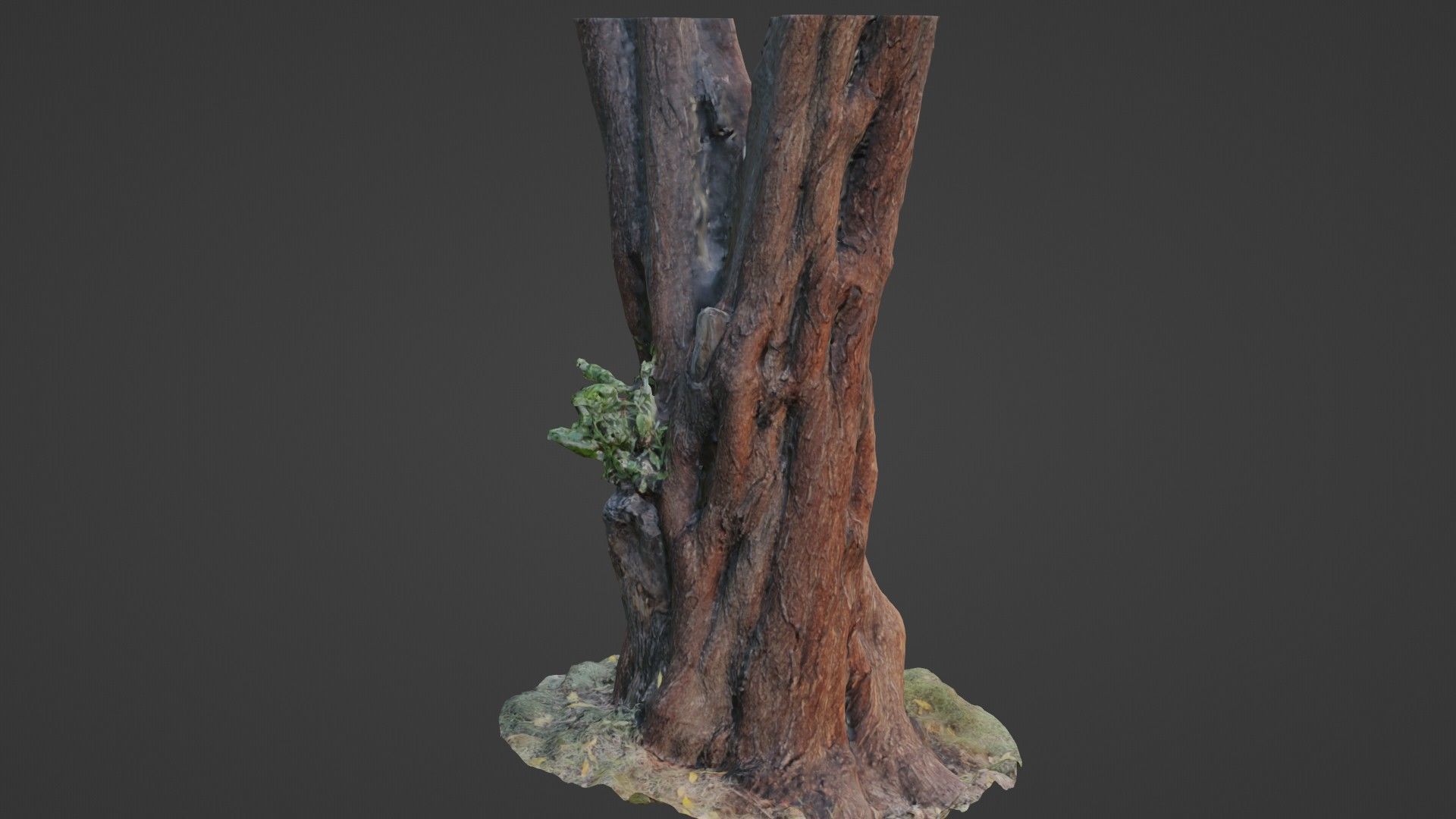 tree scan Low-poly 3D model_7
