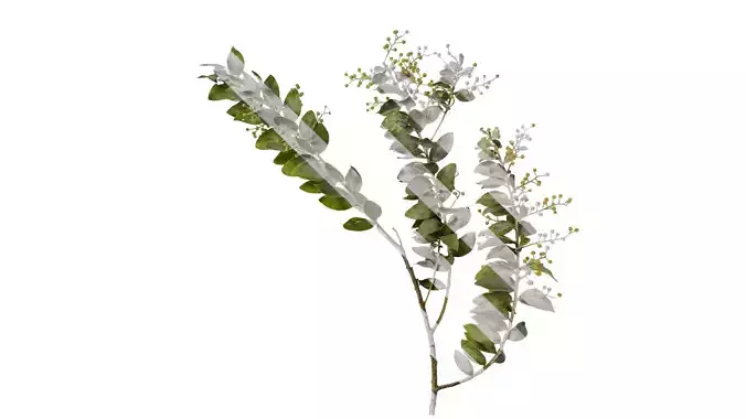 Anydrafts Acacia podalyriifolia Atlas 09