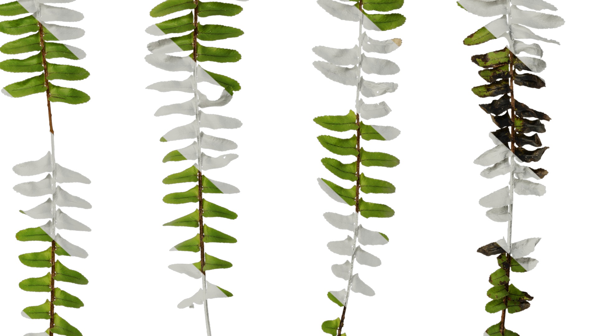 Anydrafts Nephrolepis cordifolia Atlas 02 Texture_6