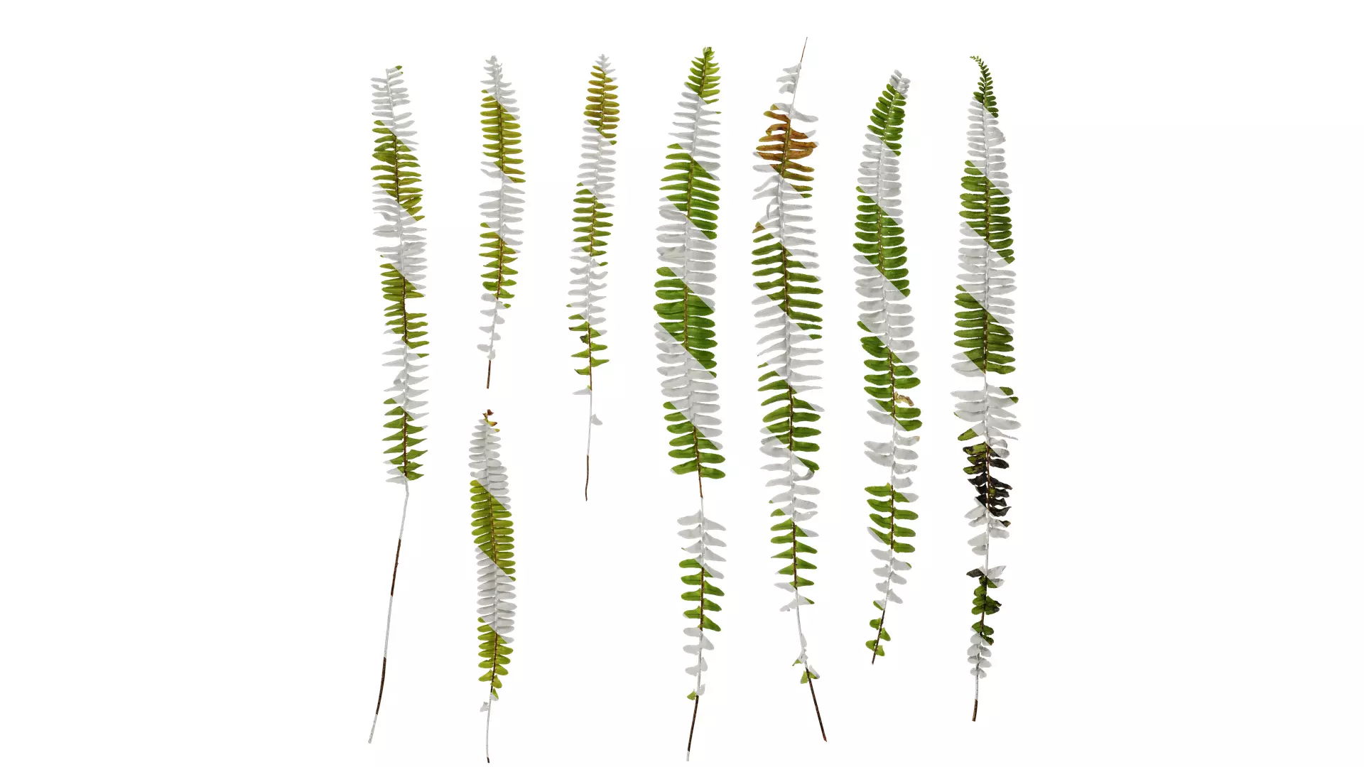 Anydrafts Nephrolepis cordifolia Atlas 02 Texture_0