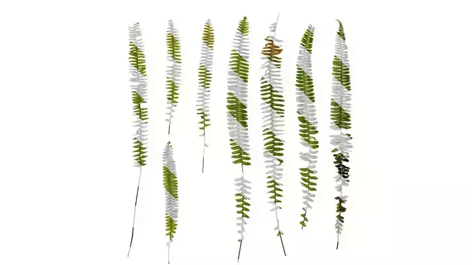 Anydrafts Nephrolepis cordifolia Atlas 02