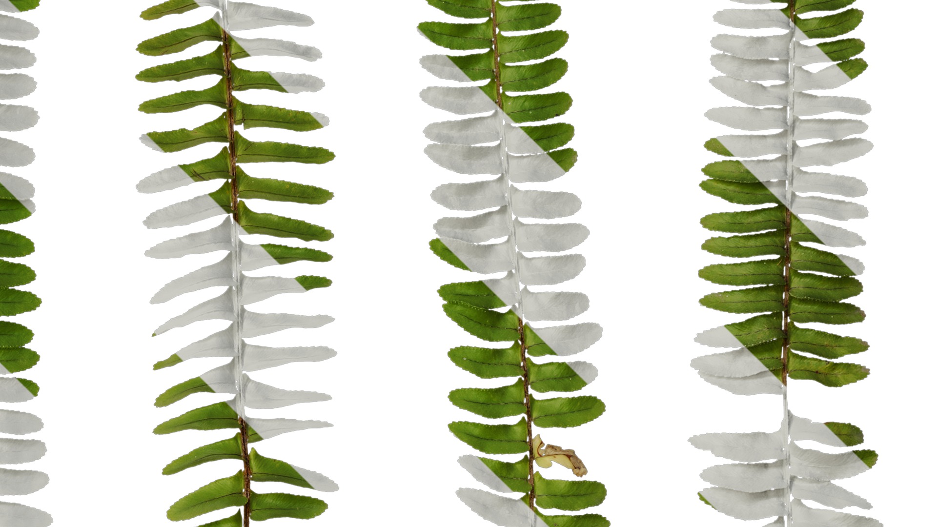 Anydrafts Nephrolepis cordifolia Atlas 02 Texture_4