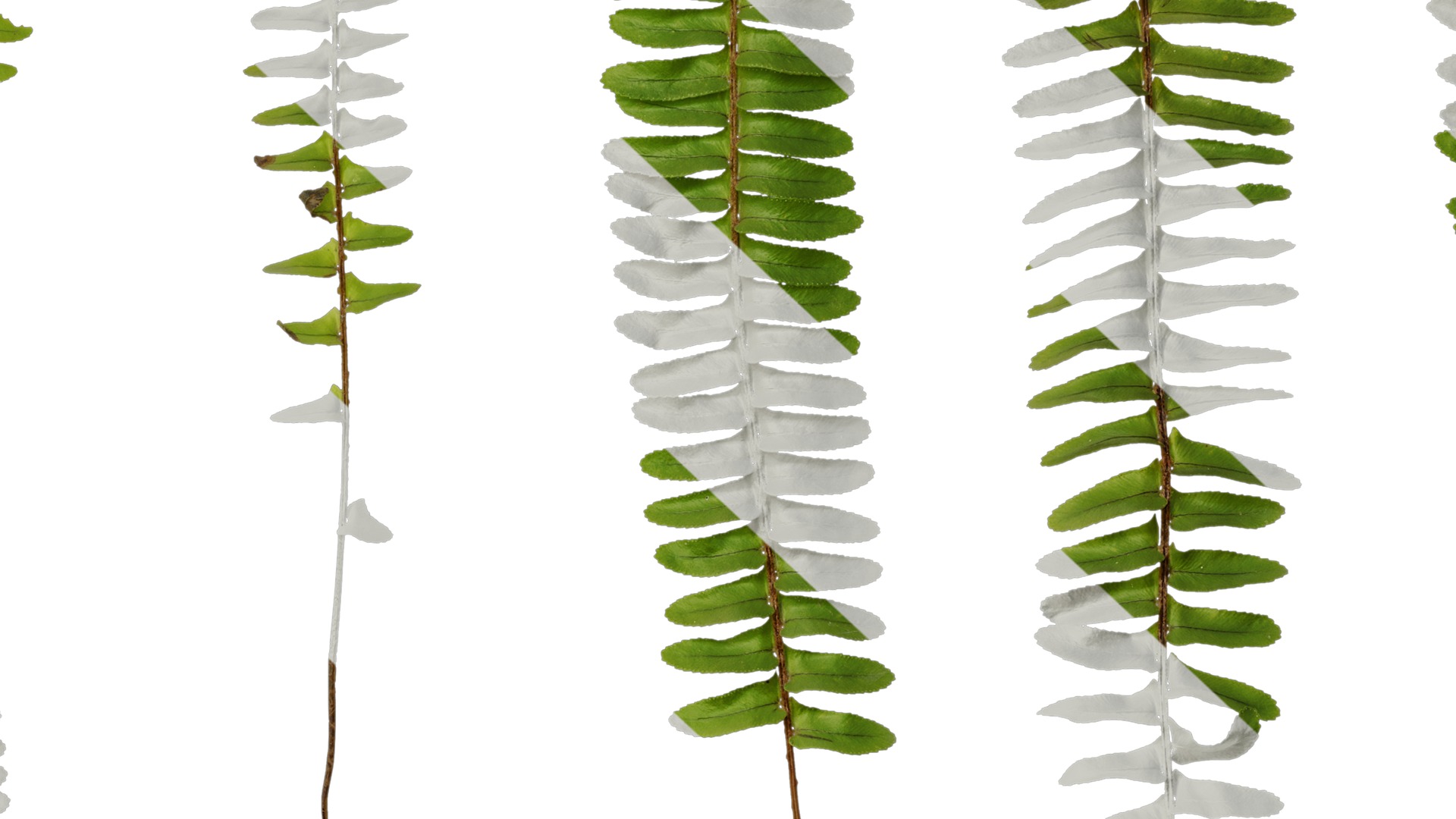 Anydrafts Nephrolepis cordifolia Atlas 02 Texture_7