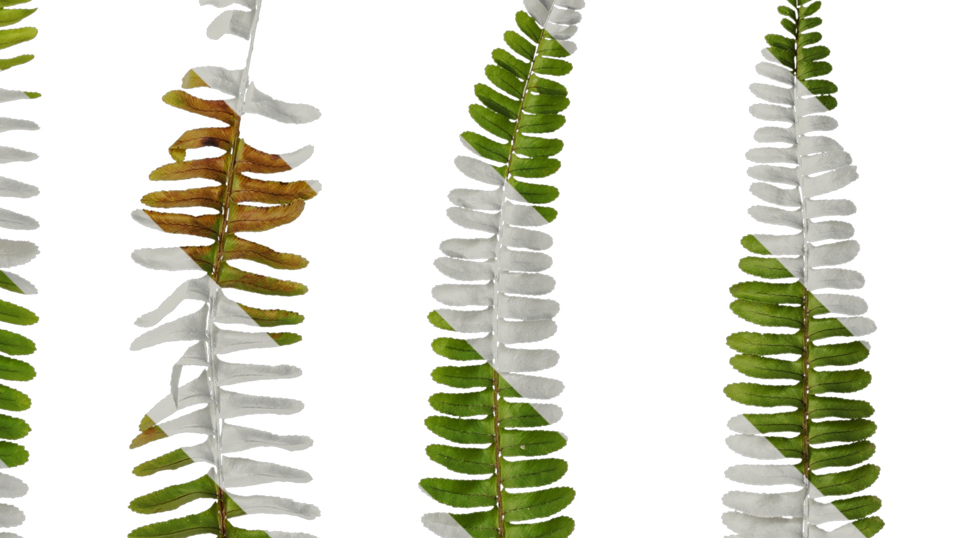 Anydrafts Nephrolepis cordifolia Atlas 02 Texture_2