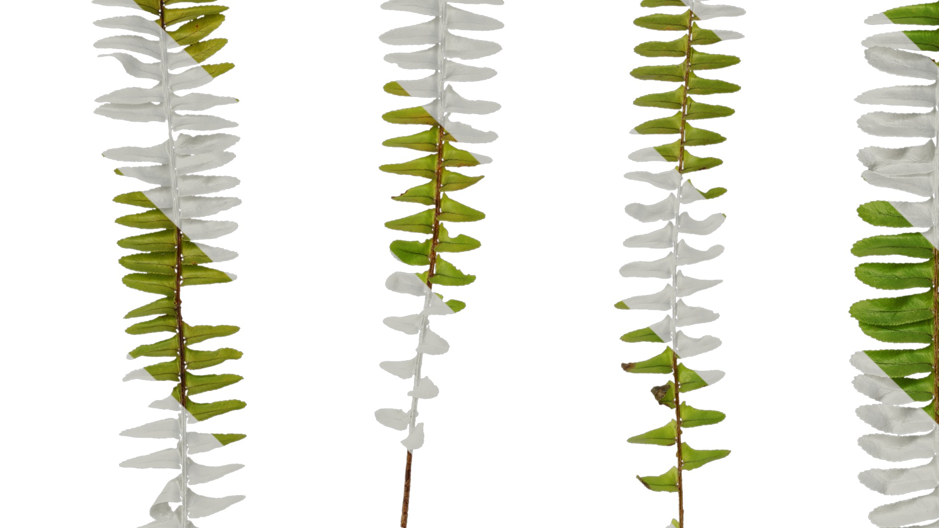 Anydrafts Nephrolepis cordifolia Atlas 02 Texture_3