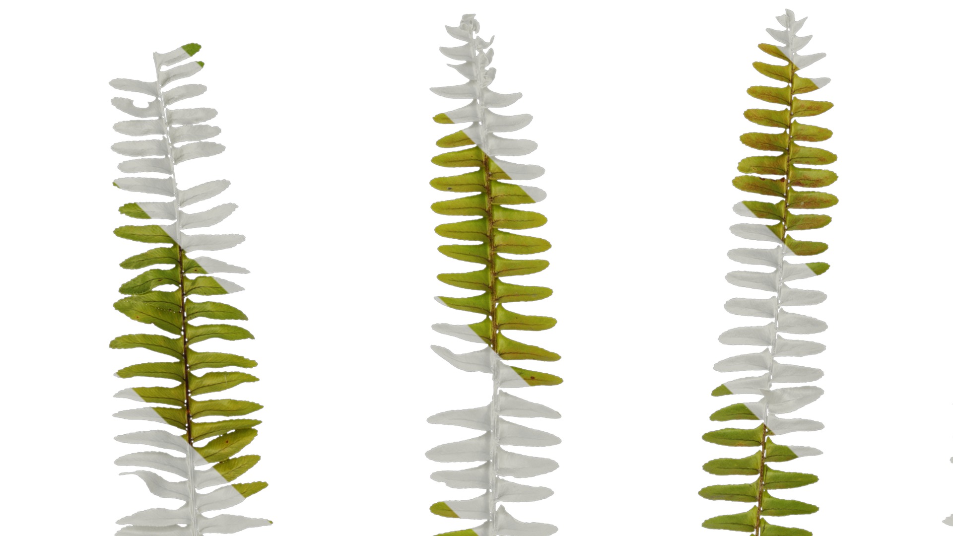 Anydrafts Nephrolepis cordifolia Atlas 02 Texture_1