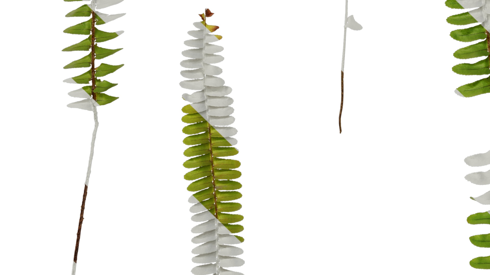 Anydrafts Nephrolepis cordifolia Atlas 02 Texture_5