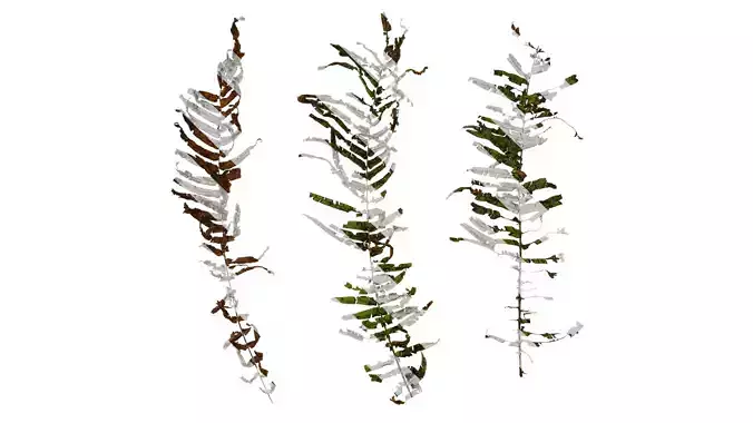 Anydrafts Pteris cretica Atlas 06