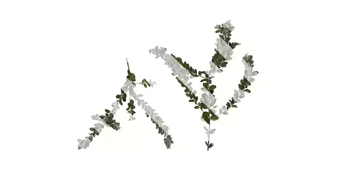 Anydrafts Acacia podalyriifolia Atlas 11