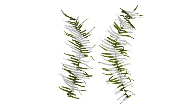 Anydrafts Pteris cretica Atlas 08