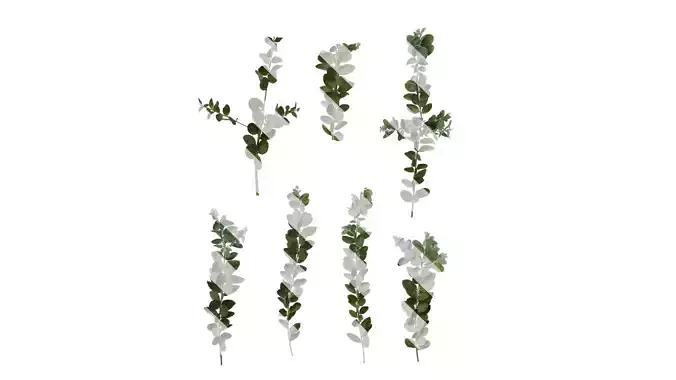 Anydrafts Acacia podalyriifolia Atlas 12