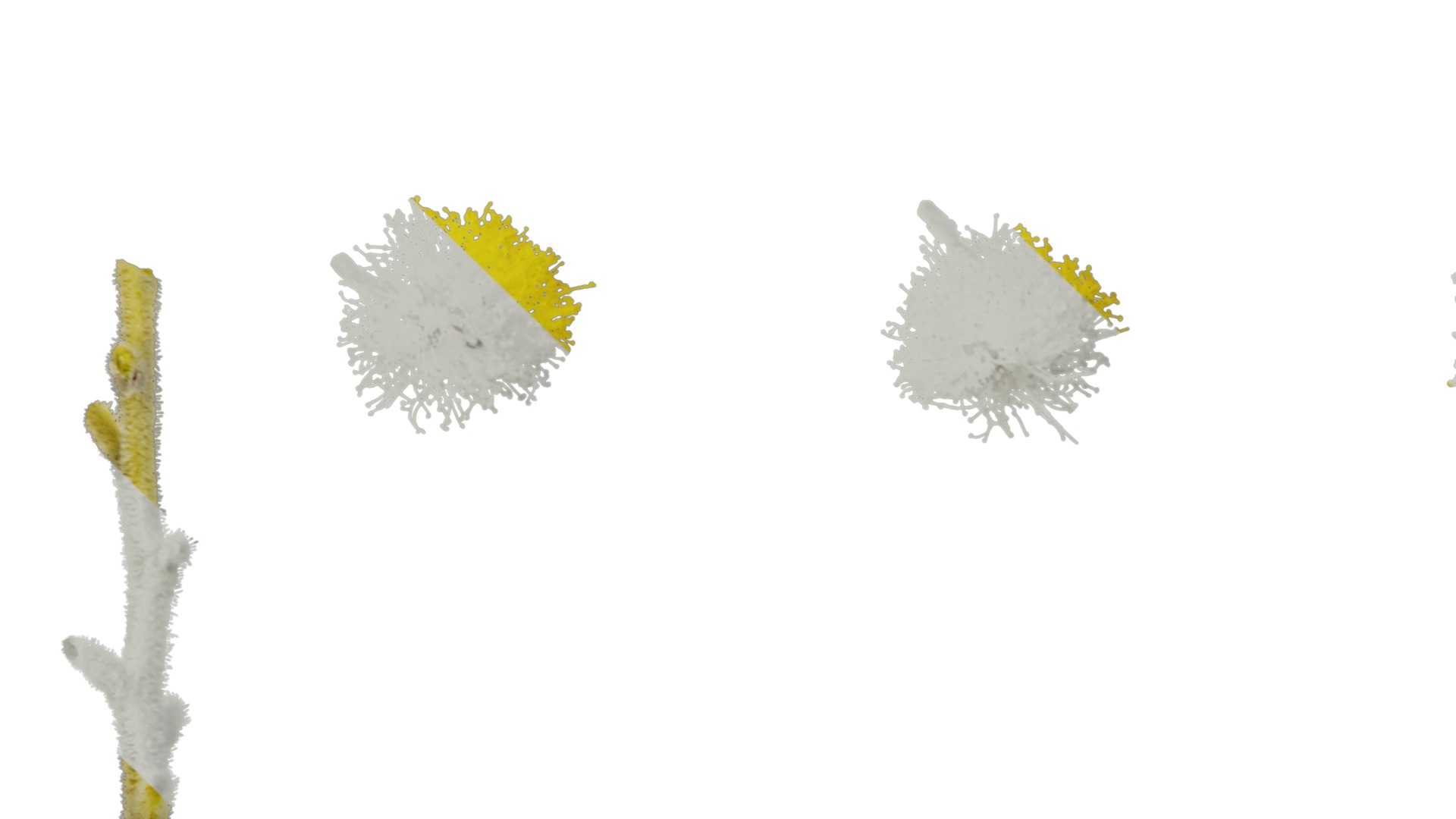 Anydrafts Acacia podalyriifolia Flower 02 Texture_3