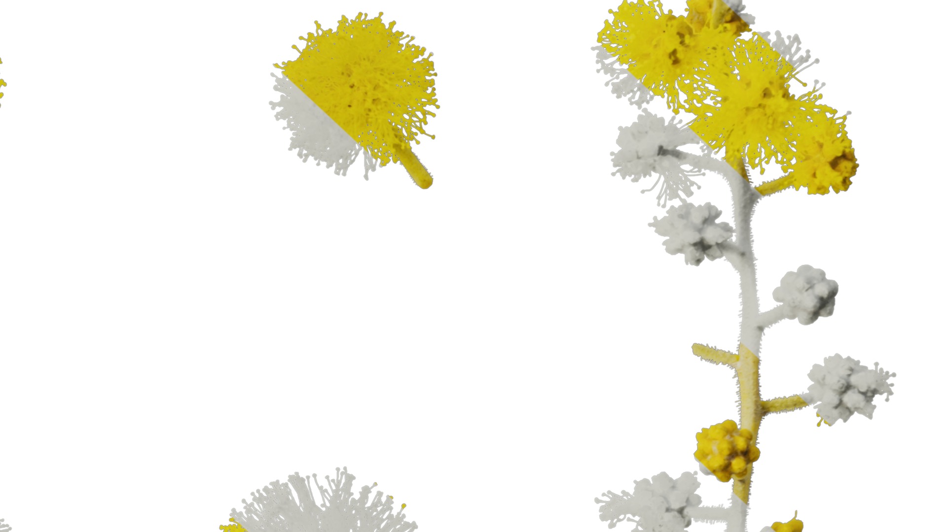 Anydrafts Acacia podalyriifolia Flower 02 Texture_6