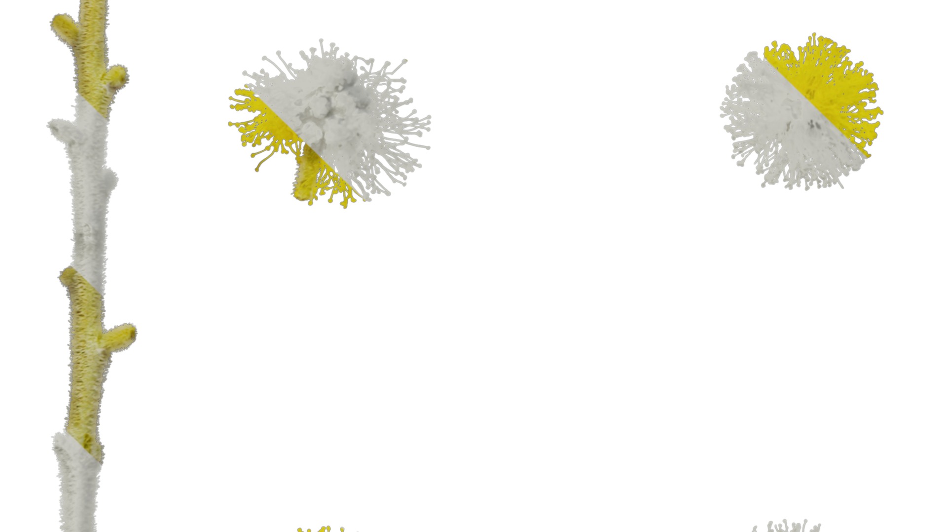 Anydrafts Acacia podalyriifolia Flower 02 Texture_5