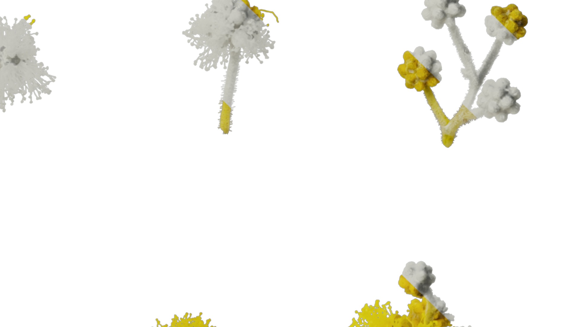 Anydrafts Acacia podalyriifolia Flower 02 Texture_4