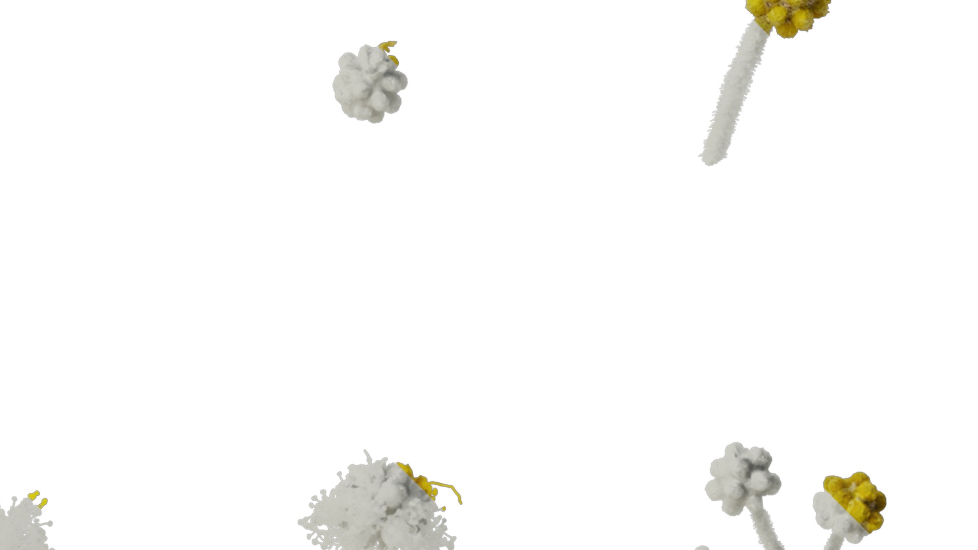 Anydrafts Acacia podalyriifolia Flower 02 Texture_2