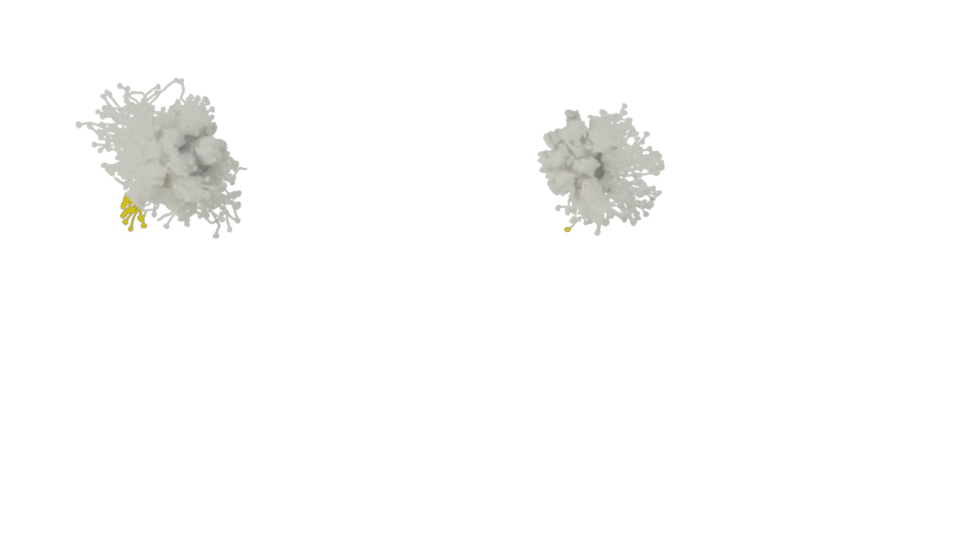 Anydrafts Acacia podalyriifolia Flower 02 Texture_1