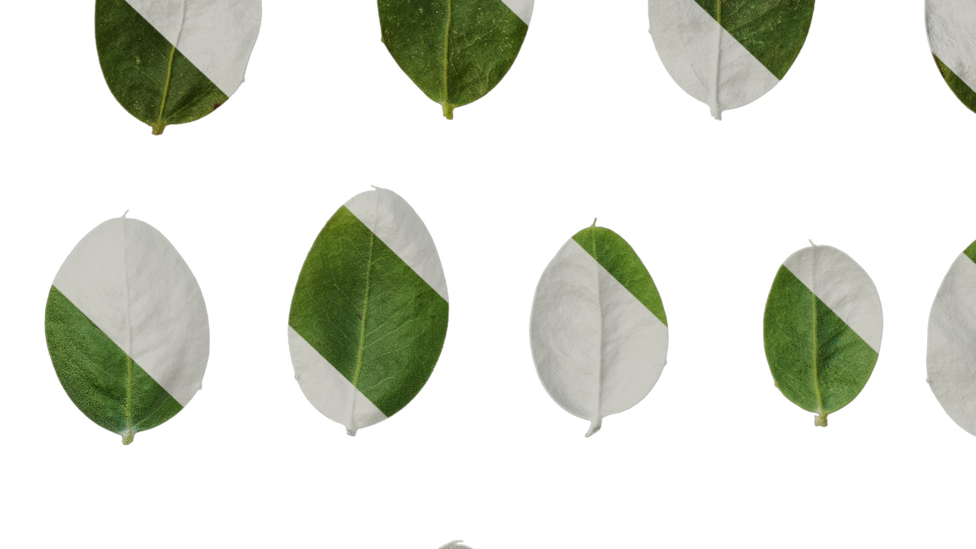 Anydrafts Acacia podalyriifolia Leaf 03 Texture_7