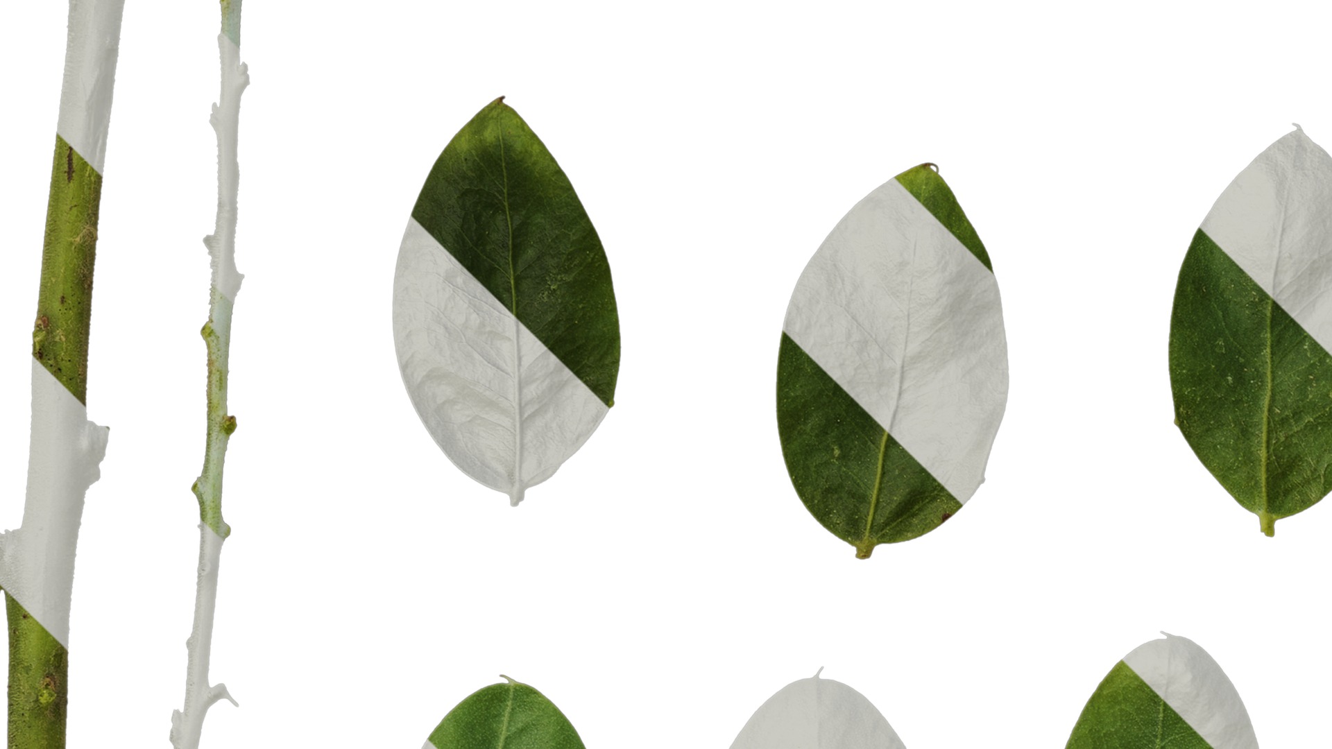 Anydrafts Acacia podalyriifolia Leaf 03 Texture_3