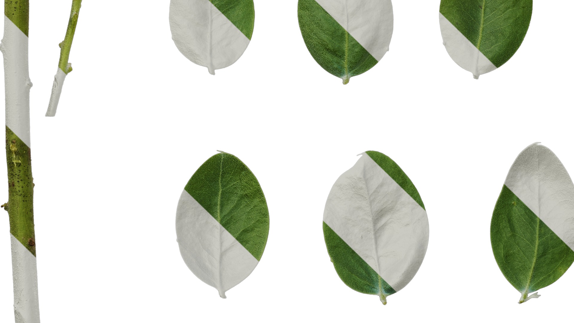 Anydrafts Acacia podalyriifolia Leaf 03 Texture_5