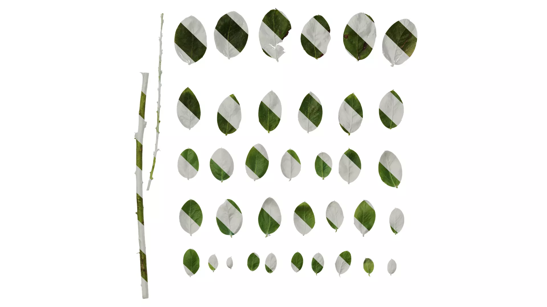 Anydrafts Acacia podalyriifolia Leaf 03 Texture_0