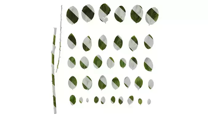 Anydrafts Acacia podalyriifolia Leaf 03