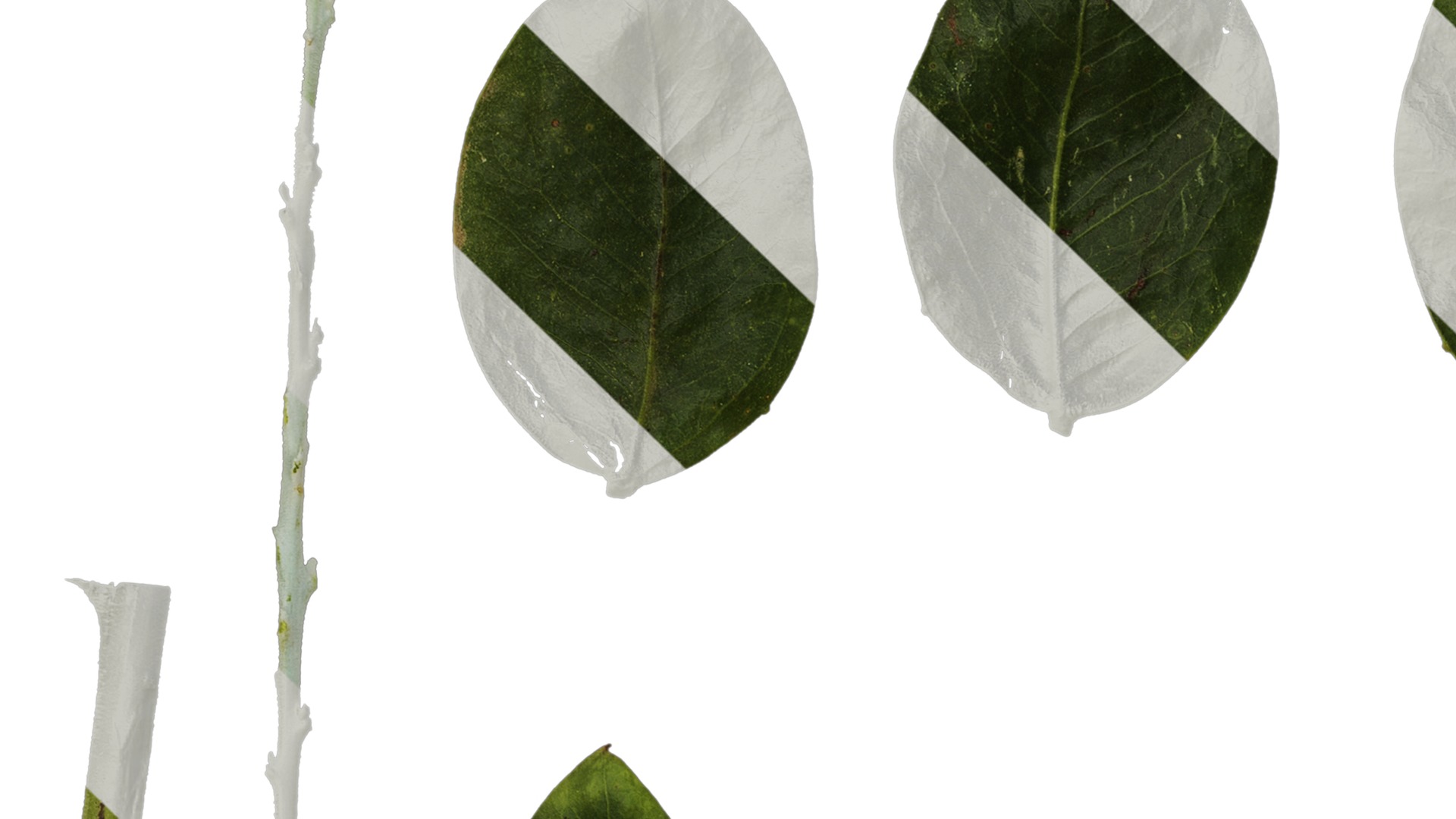 Anydrafts Acacia podalyriifolia Leaf 03 Texture_1