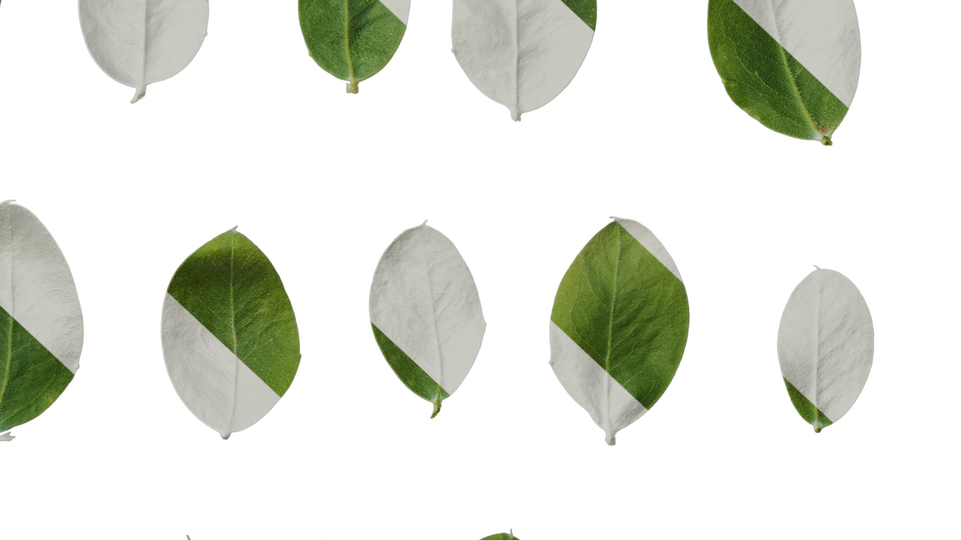 Anydrafts Acacia podalyriifolia Leaf 03 Texture_6