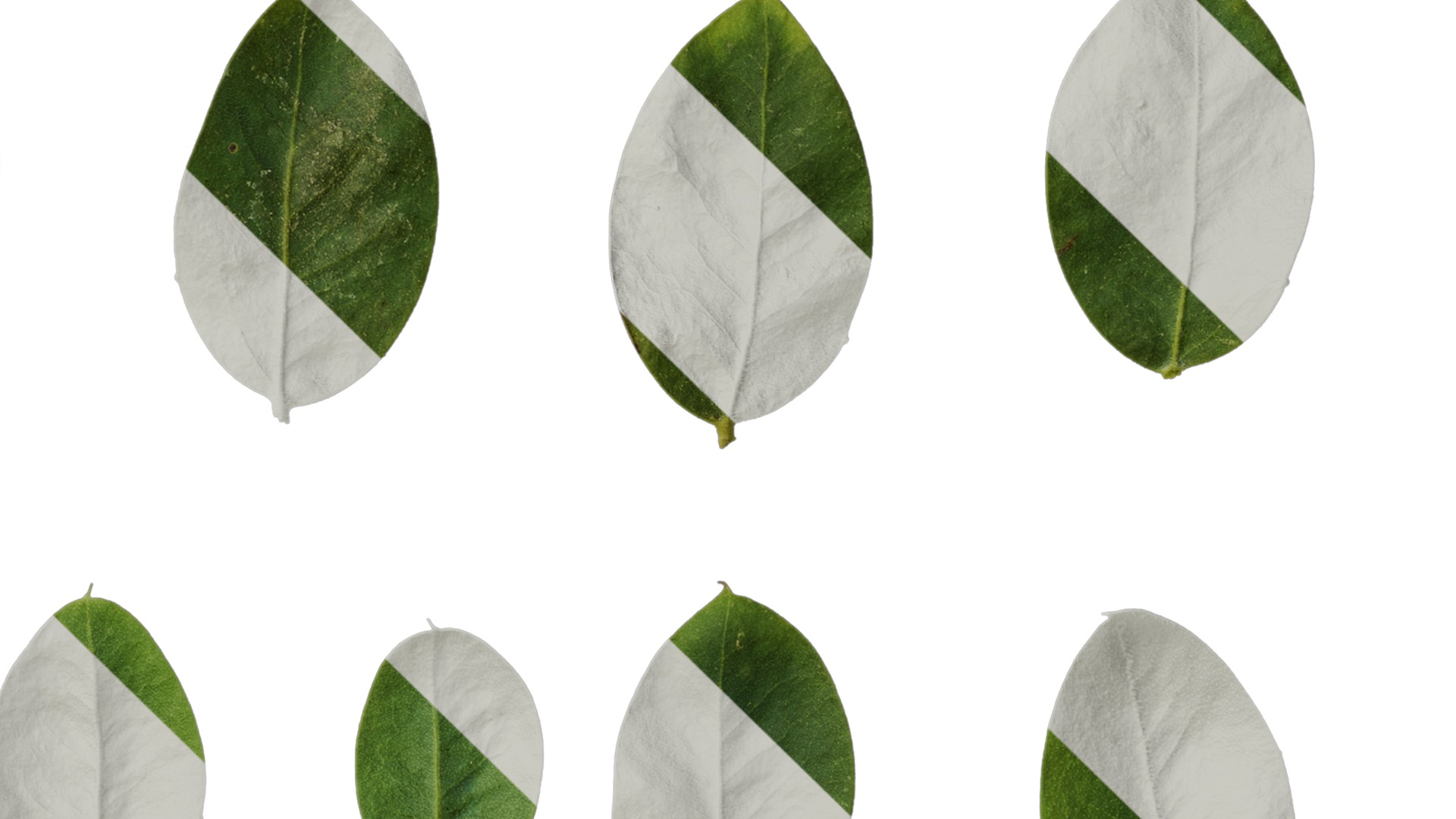 Anydrafts Acacia podalyriifolia Leaf 03 Texture_4