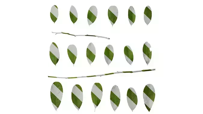 Anydrafts Acca sellowiana Leaf 02