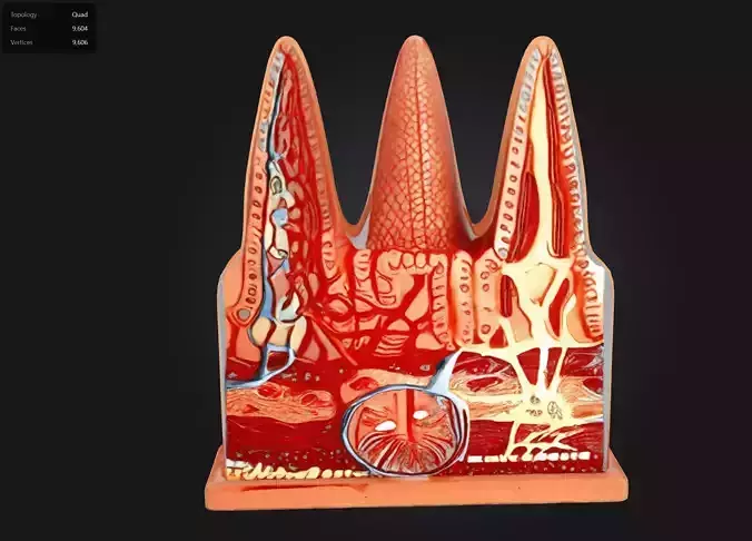 3D Intestinal Villi Anatomy Model   3D print model