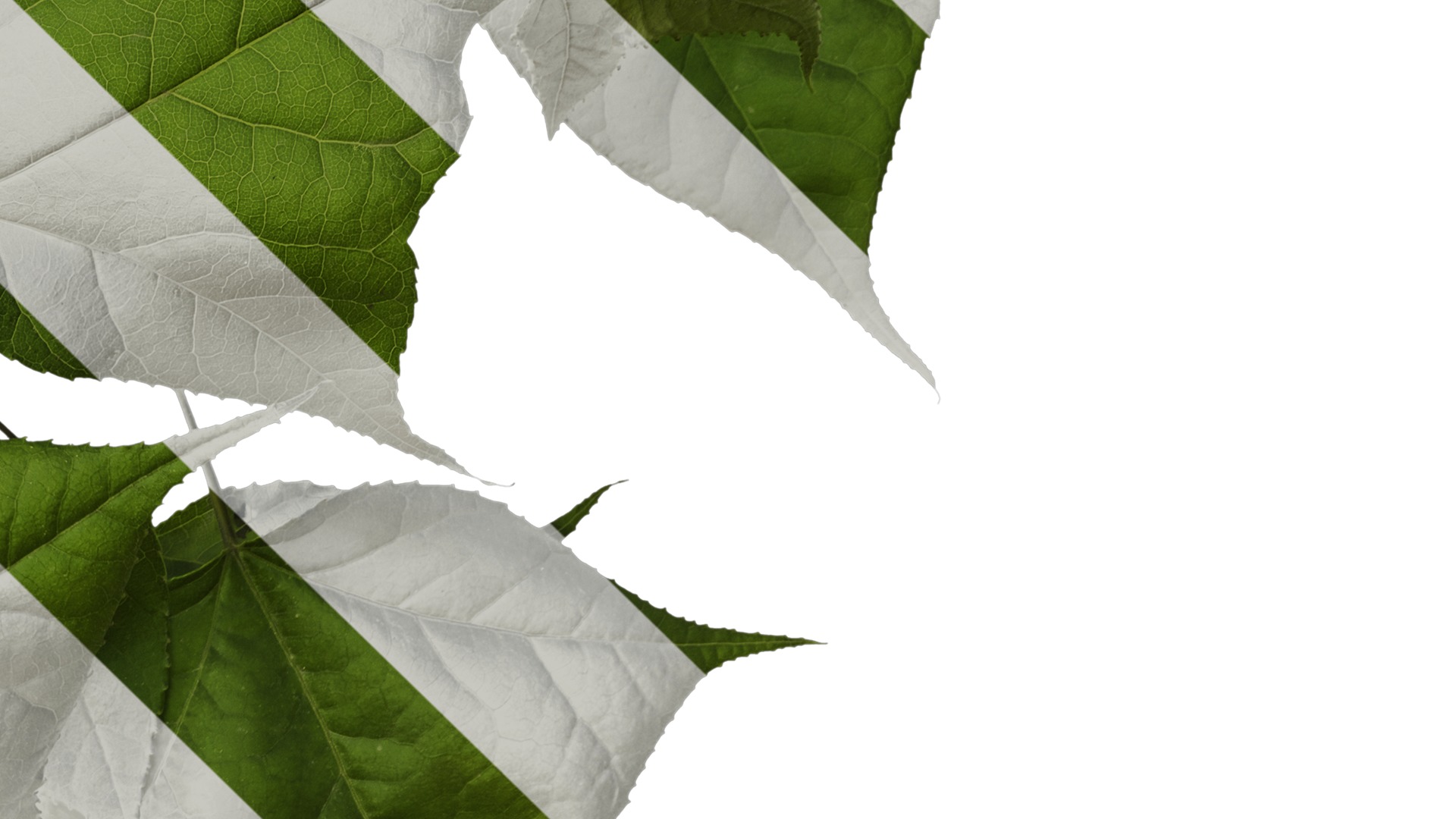 Anydrafts Acer buergerianum Atlas 01 Texture_4