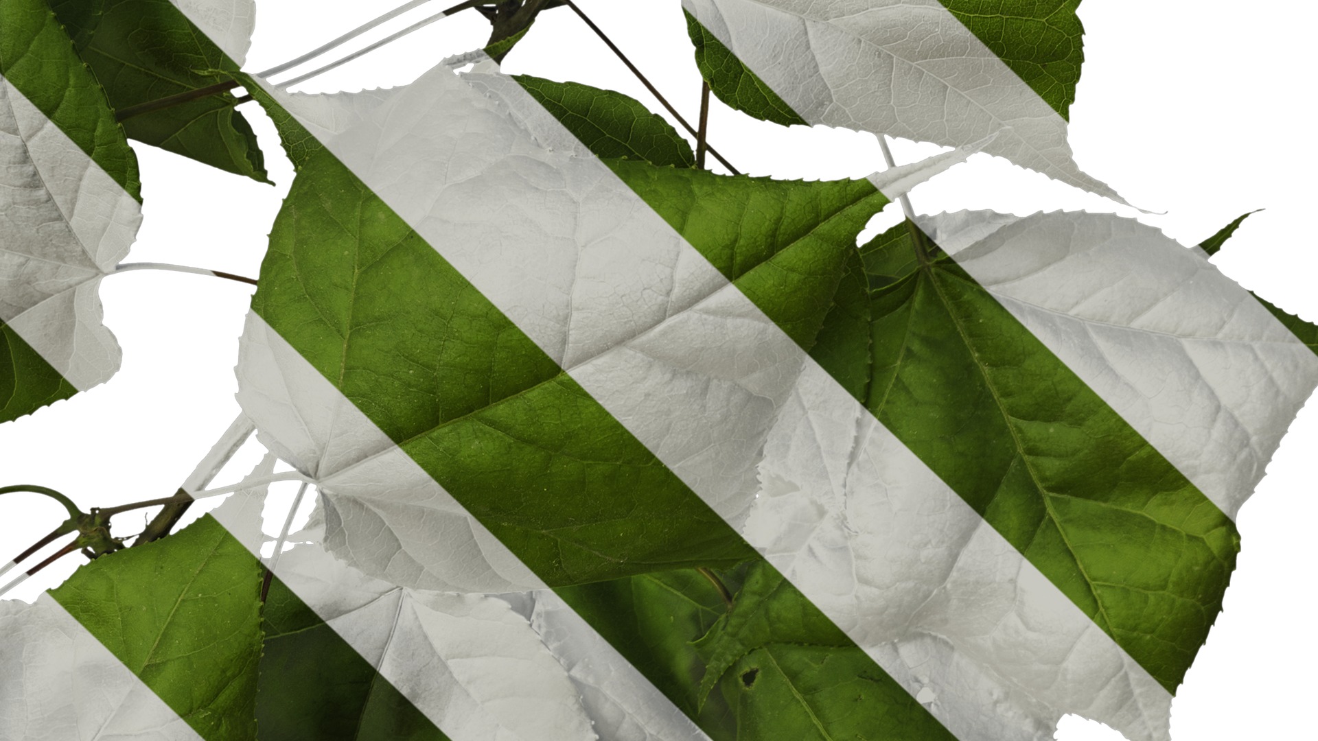 Anydrafts Acer buergerianum Atlas 01 Texture_7