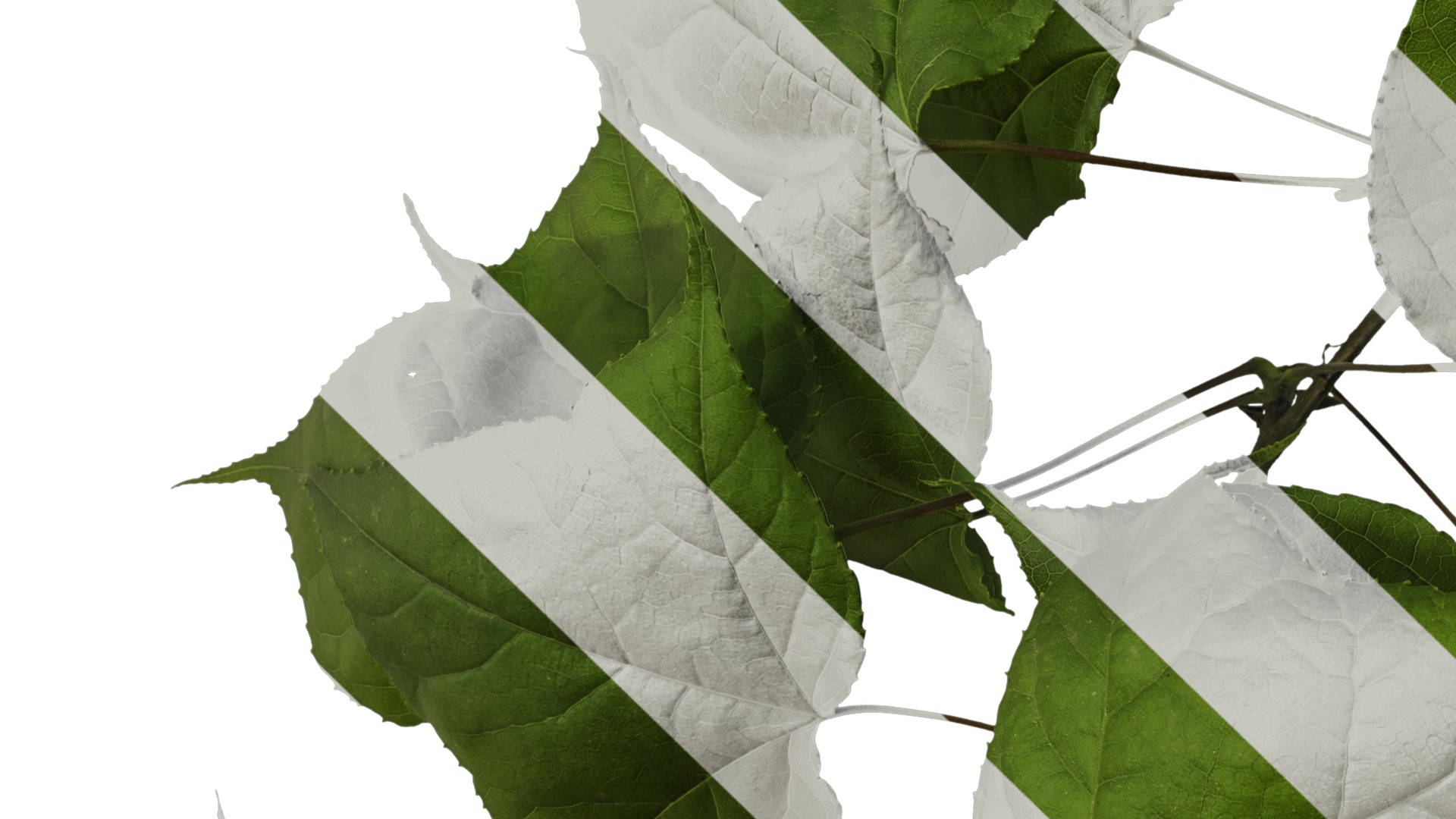 Anydrafts Acer buergerianum Atlas 01 Texture_3