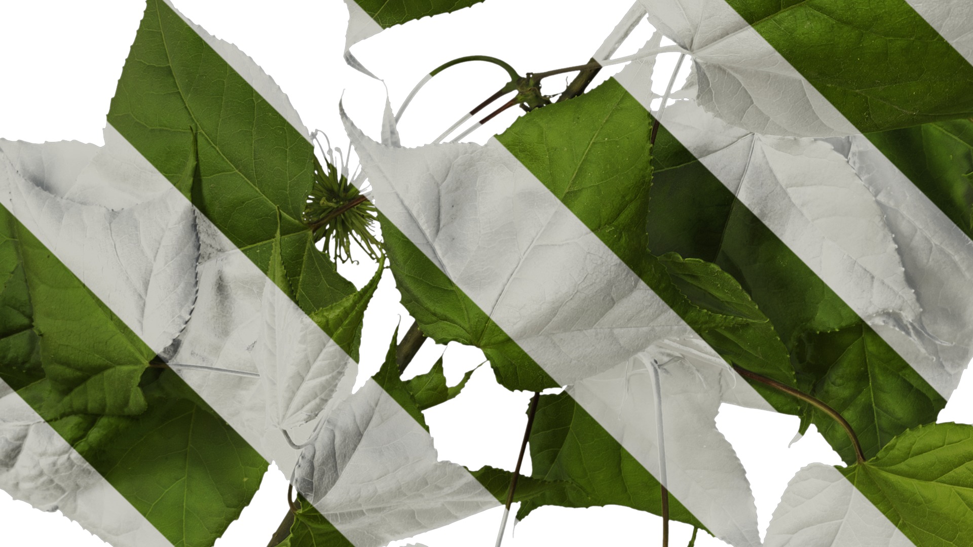 Anydrafts Acer buergerianum Atlas 01 Texture_5