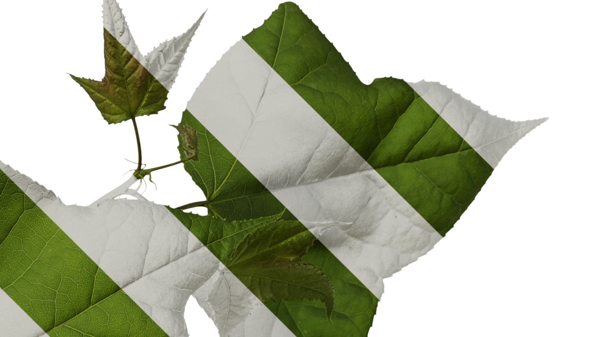 Anydrafts Acer buergerianum Atlas 01 Texture_2